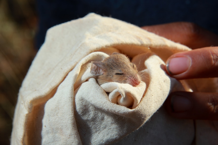 A mouse in a bag held by a person.