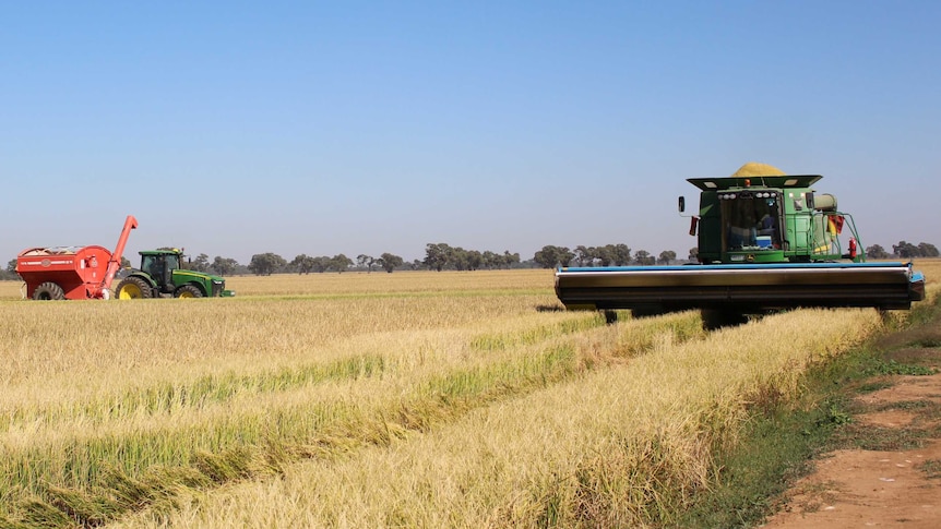Rice header stripping a rice crop in paddock near Deniliquin in southern NSW in April 2018.