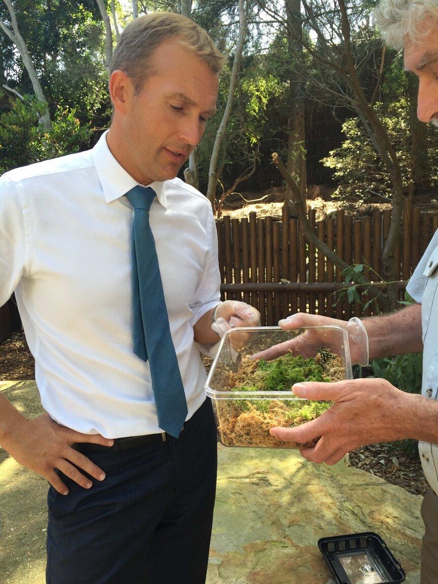 Rob Stokes inspects corroboree frogs