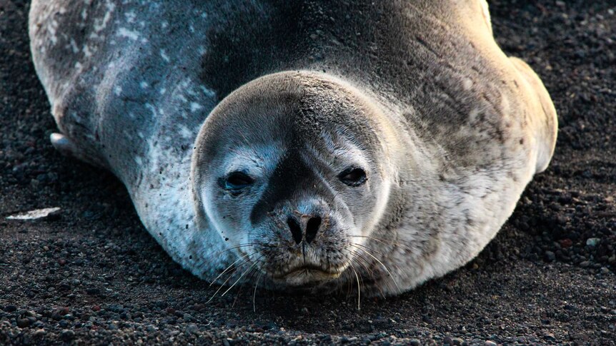 Close up of a seal on Antarctica