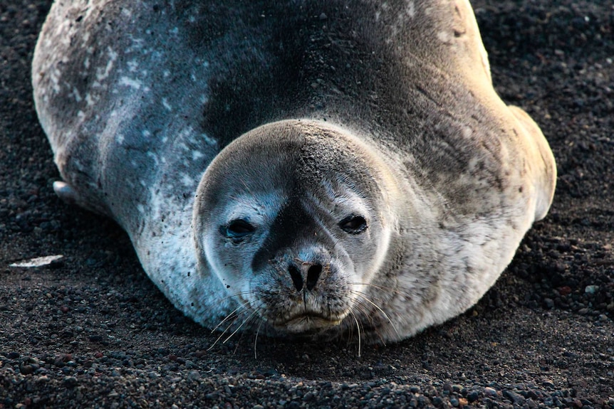 Close up of a seal on Antarctica.