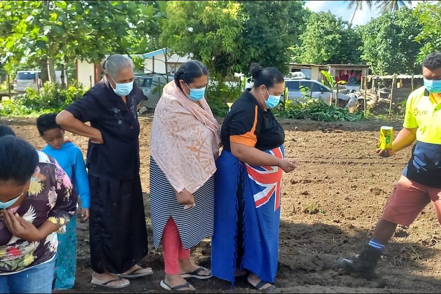 Tongan people line up to plant crops, wearing face masks. 