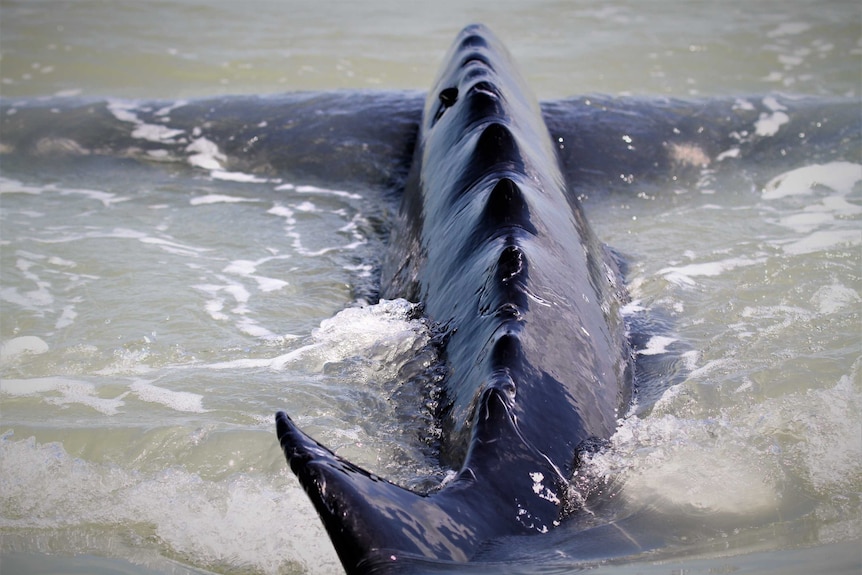 A close-up of the exposed top of a humpback whale. Murky brackish water.