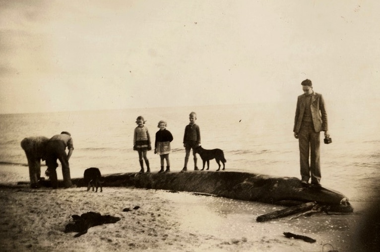 An old sepia photograph shows a man three children and a dog standing on a beached whale in approximately 1940.