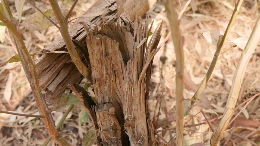 The damaged trunk of a small tree that has split in two.
