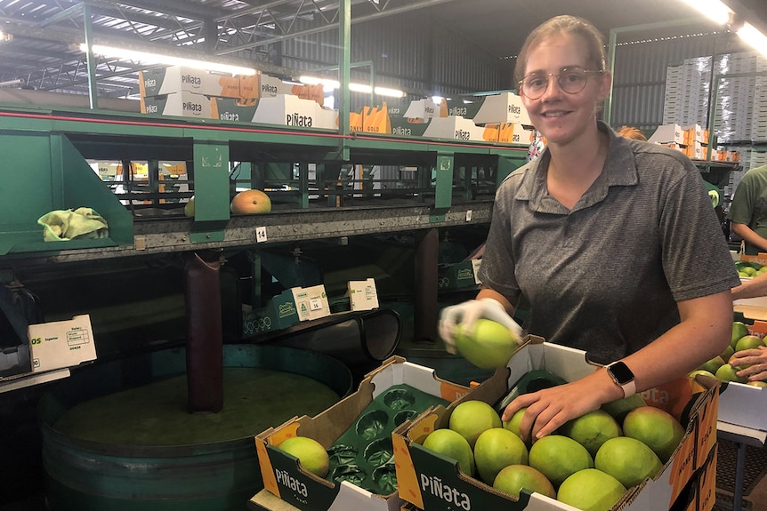 Franzi Hinze pcaks mangoes into a tray in a packing shed. Mangoes pass by on a conveyor belt in the background.