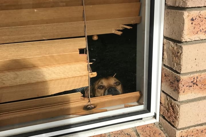 a dog looks out the window through a whole in the blinds he has chewed