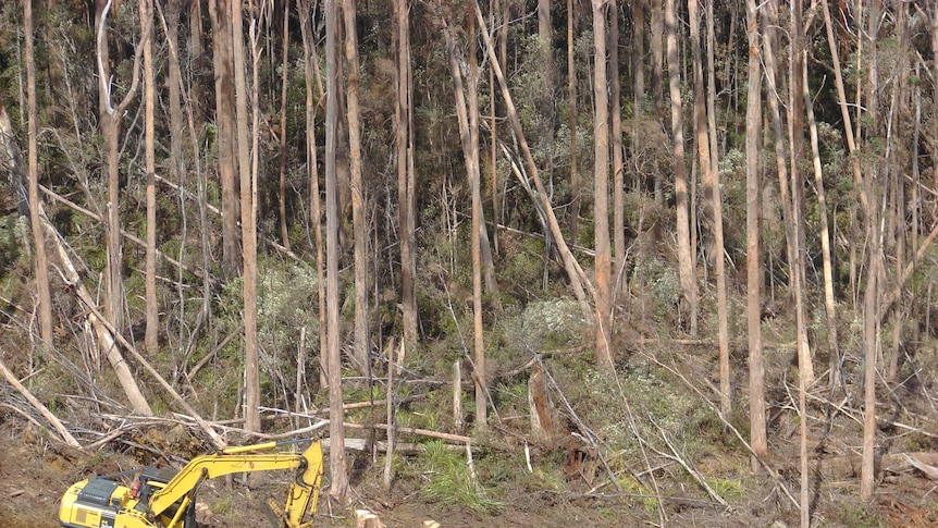 Machinery harvest logs in southern Tasmanian forest.