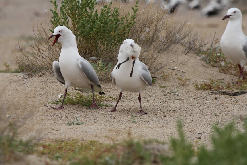 A silver gull swallows a banded stilt chick on the banks of a  dry desert salt lake as other gulls look on.