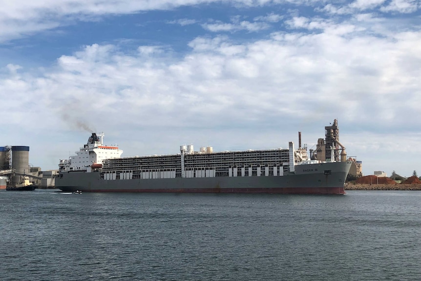 A large live export ship sailing in Port Adelaide