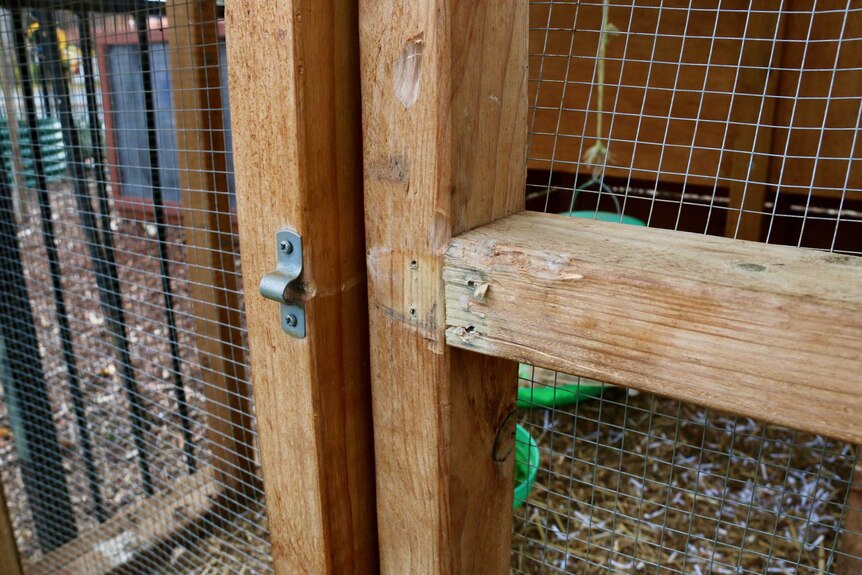 A chicken coop door which has a lock missing.
