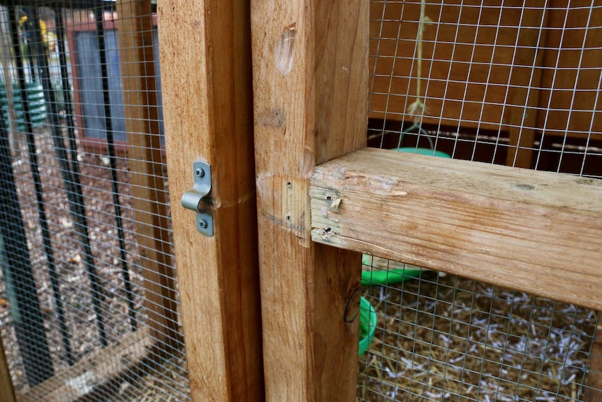 A chicken coop door which has a lock missing.