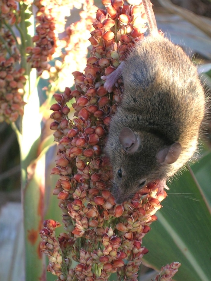 A mouse on a head of sorghum in a field on the Darling Downs.