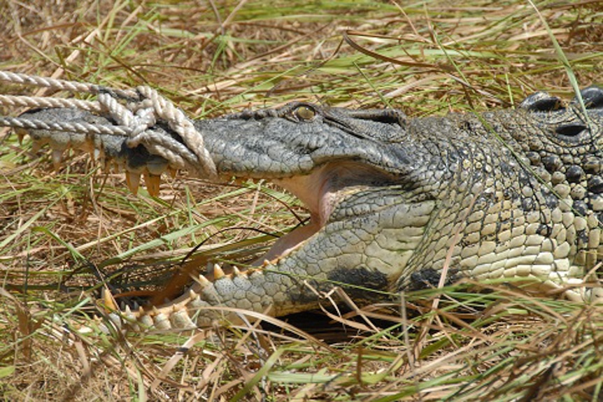 Crocodile OZEsauce is one of the biggest crocodiles on the tracking program and was tagged on September 5, 2014.