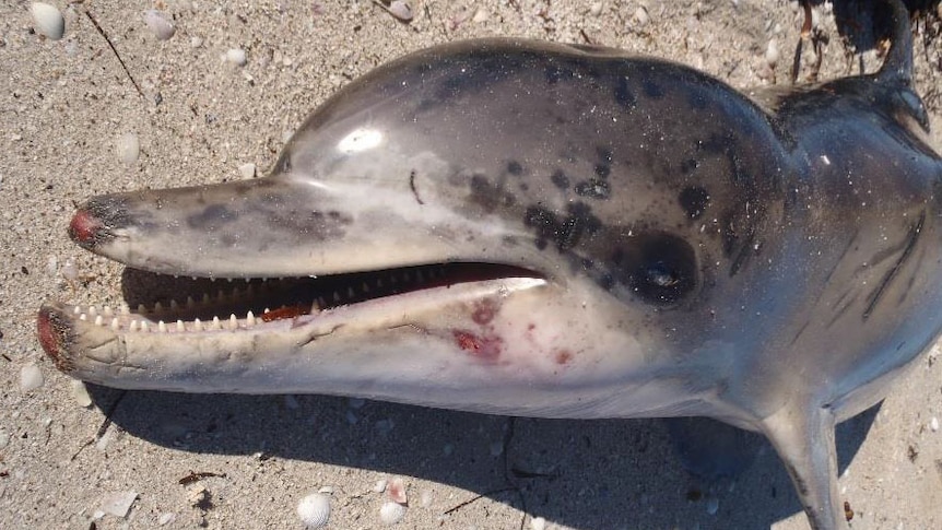 Dead dolphin found at Eba Anchorage beach