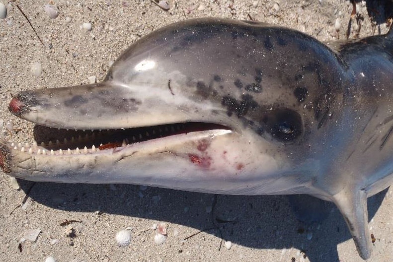 Dead dolphin found at Eba Anchorage beach