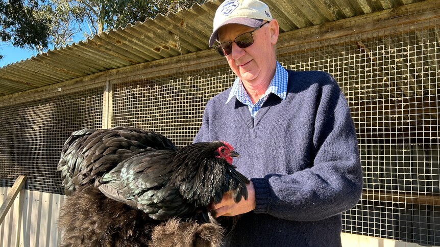 A slightly smiling older Caucasian man, wears a cap, sunnies, holds a black show chicken, wire shed behind.