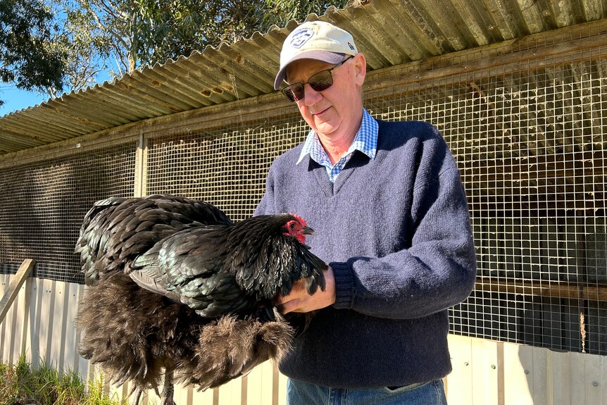 A slightly smiling older Caucasian man, wears a cap, sunnies, holds a black show chicken, wire shed behind.