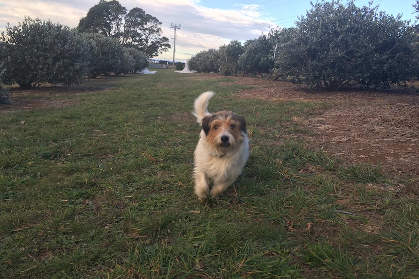 Small white dog running on grass in between trees in orchard