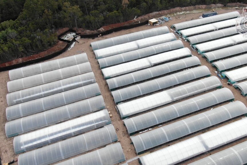 Aerial view of cleared land surrounded by trees. Dozens of long white tubular greenhouses are in three rows on cleared land.