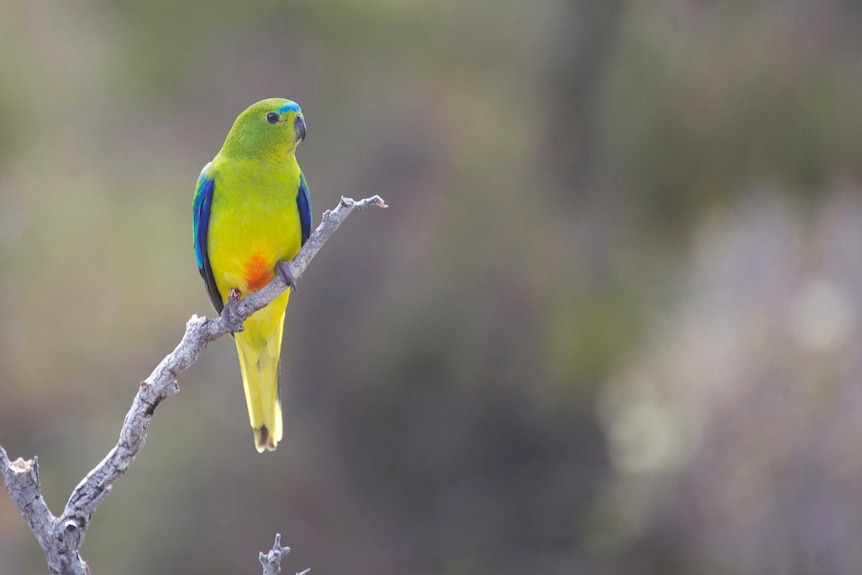A small parrot with a green body, blue wings and a distinctive orange spot on its belly, sitting on a branch.