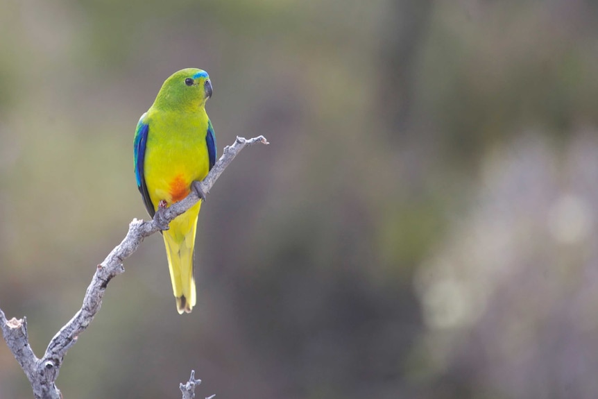 A male orange bellied parrot