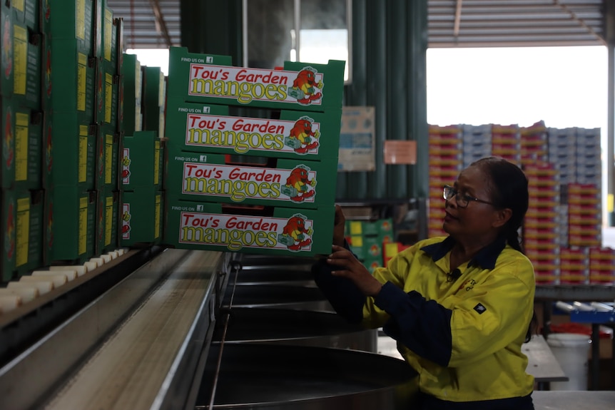 a woman in hi-vis holding crates of mangoes
