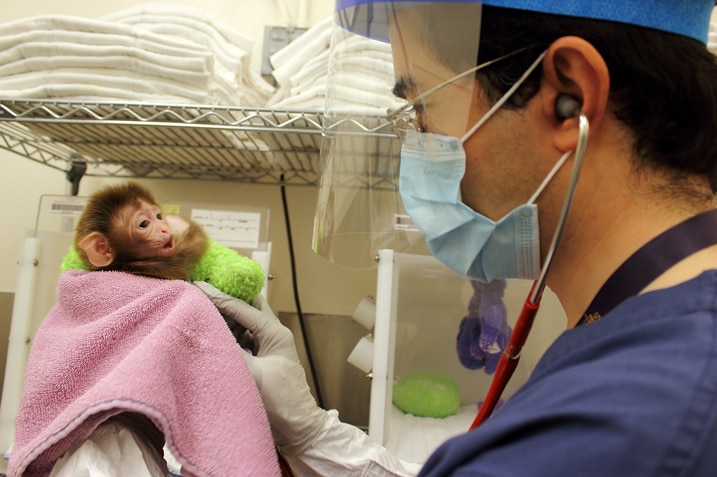 A man in scrubs and a mask holding a baby monkey