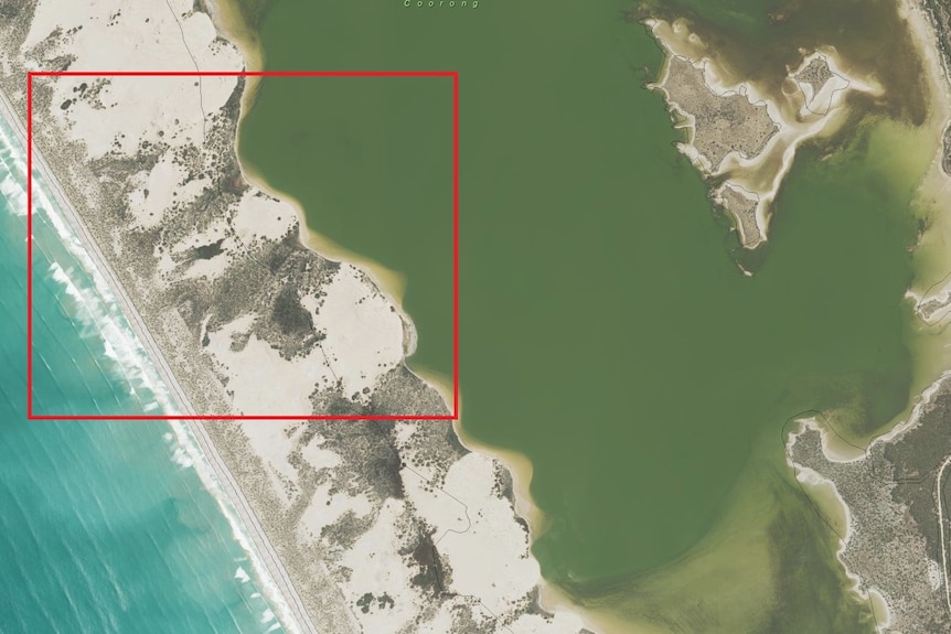 A map depicting the ocean, Salt Creek and the Coorong with a square red box highlighting where the plants were found.