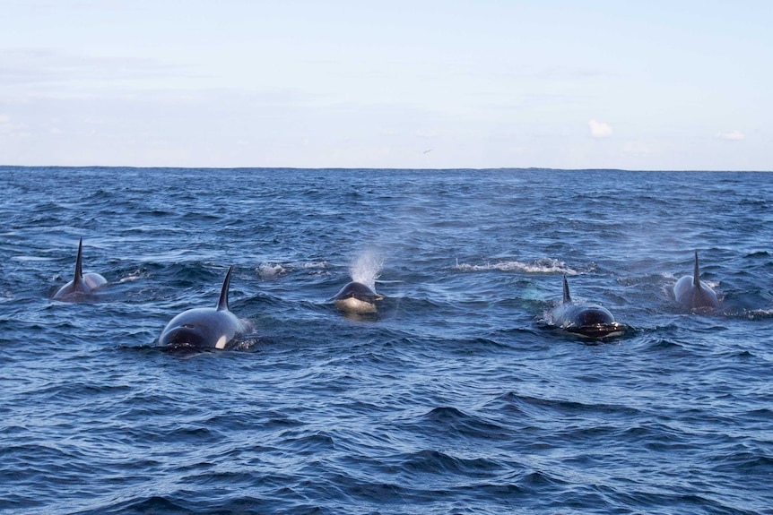 Antarctic type C orcas off Sydney