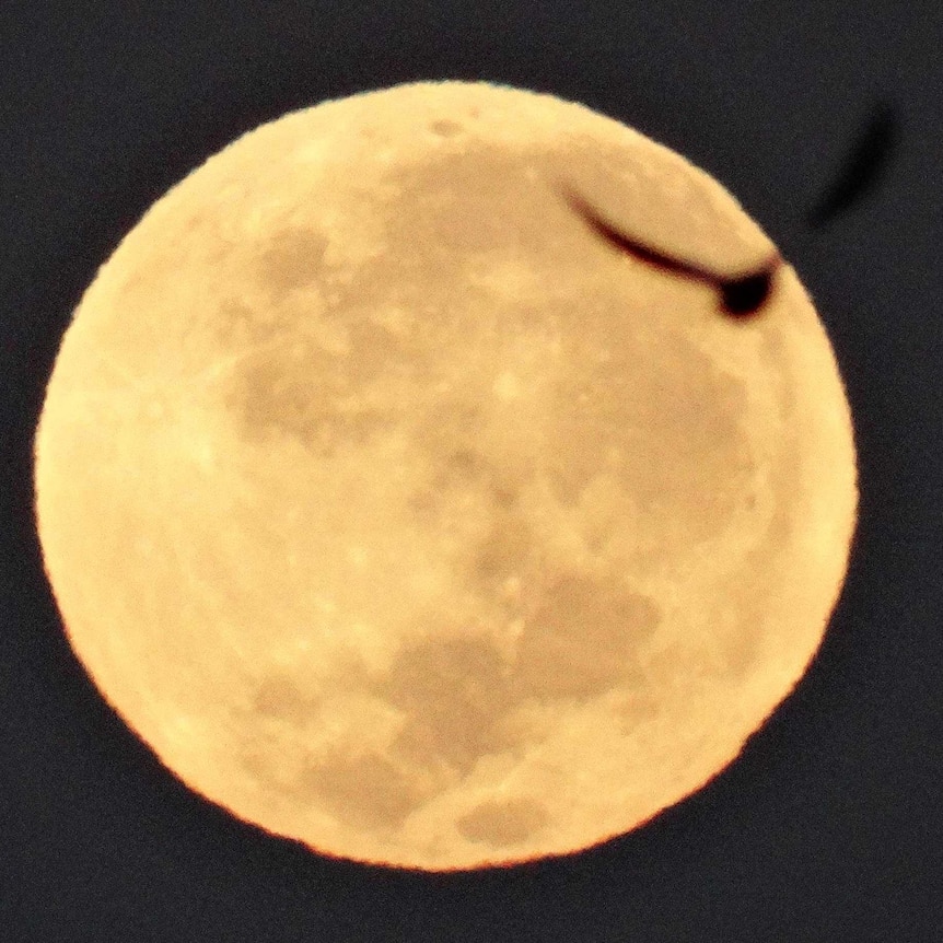 A bird flies in the path of the full moon as descends just before dawn.
