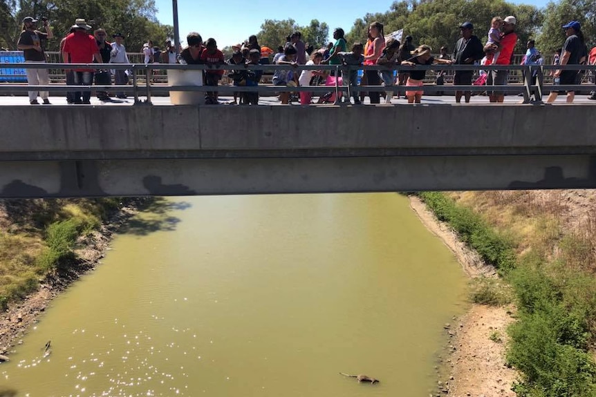 About two dozen people are scattered on the bridge and look down to see a dead kangaroo faceplanted in the low green water