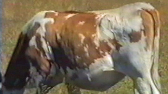 Dairy cow attacked by mystery animal with  large claw scars.jpg