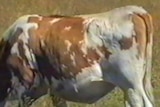Dairy cow attacked by mystery animal with  large claw scars.jpg