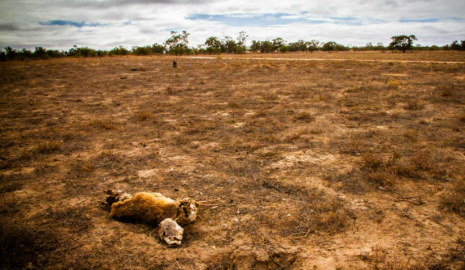 Dead sheep in foreground of brown paddock