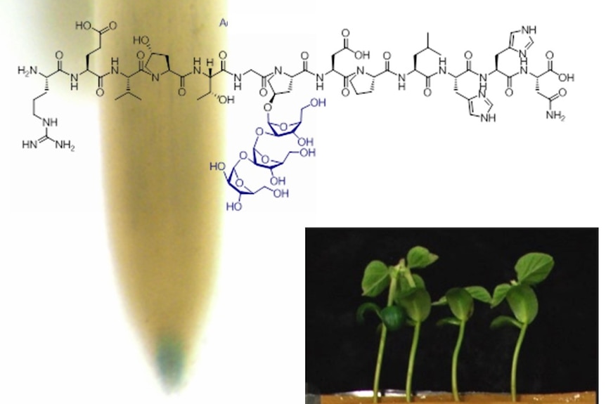 young legume plants with chemical formula imposed over the image
