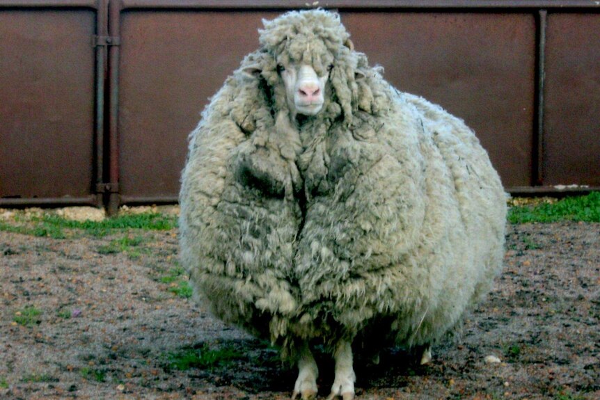 A very woolly sheep from Avon Valley in WA