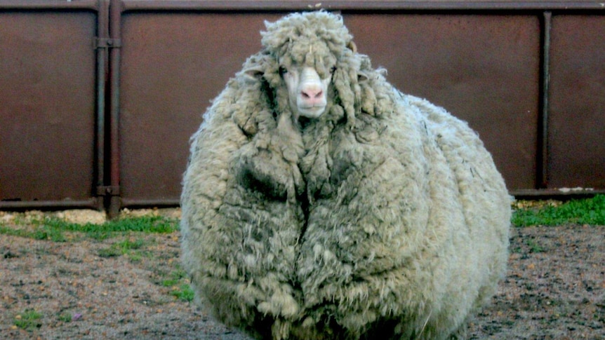 A very woolly sheep from Avon Valley in WA