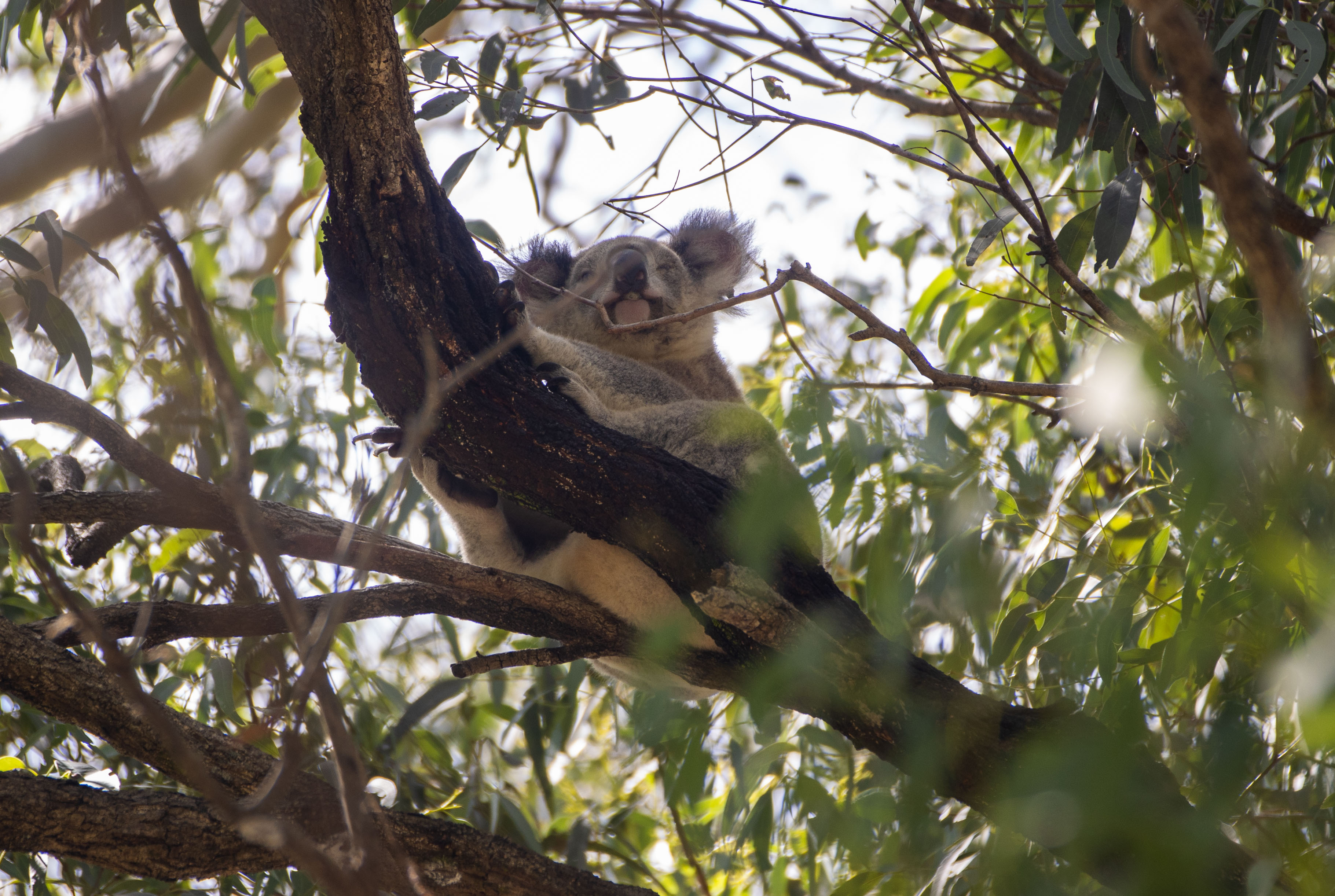 A young koala sitting in a tree.
