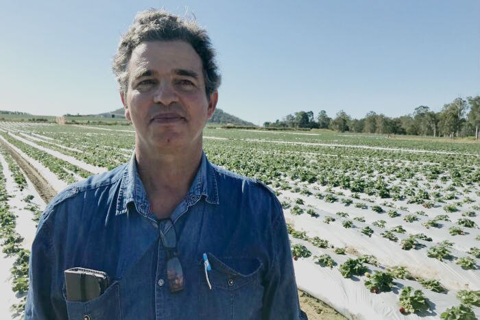 Luigi Coco standing in front of a strawberry field.