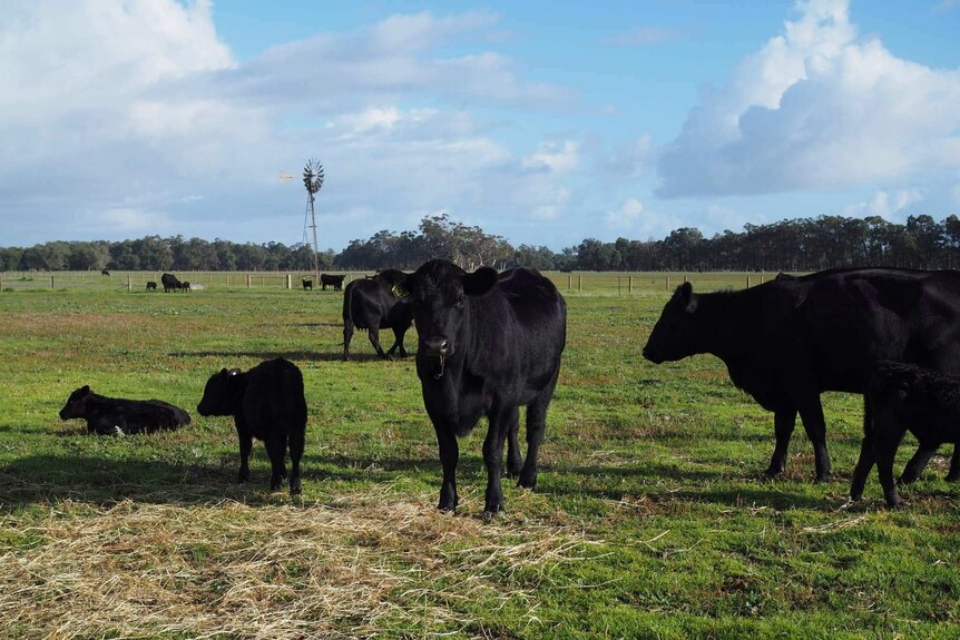 Three cows graze a lush, grass filled paddock with two calves, one standing and one laying down in the frame.