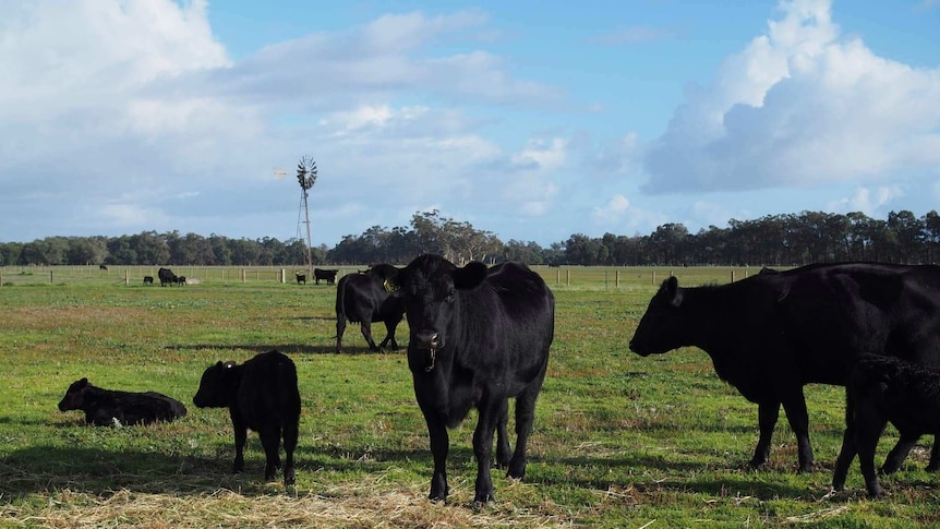 Three cows graze a lush, grass filled paddock with two calves, one standing and one laying down in the frame.