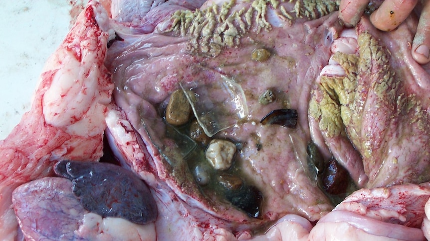 broken glass and rocks sit inside the exposed stomach of a crocodile