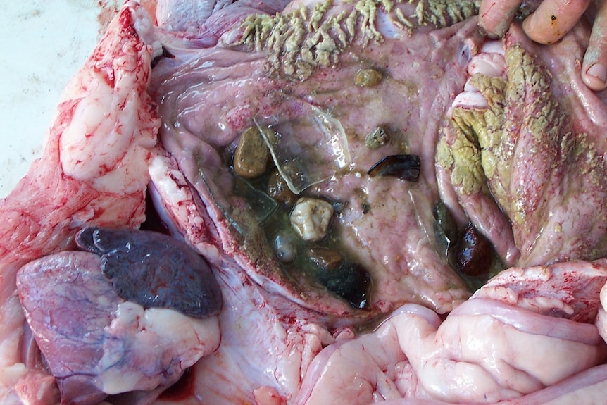 broken glass and rocks sit inside the exposed stomach of a crocodile