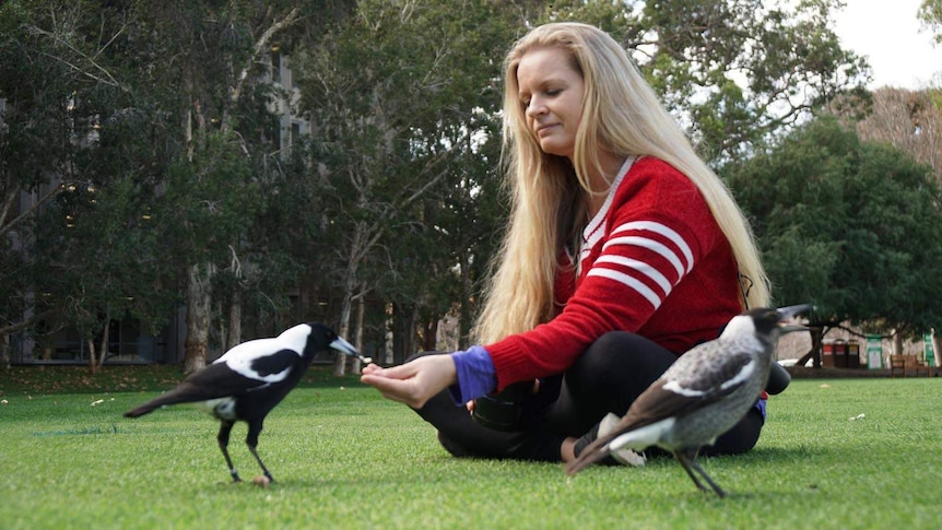 Associate Professor Amanda Ridley from the University of Western sits on the grass in a park and feeds a magpie.