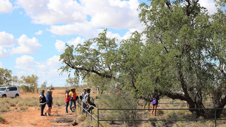 Mithaka Aboriginal Corporation, University of Griffith and University of Southern Queensland scientists' stand near bean tree