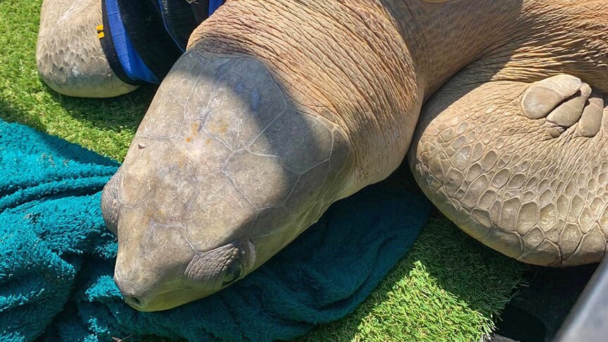 A flatback turtle covered in a wet towel in the back of a truck.