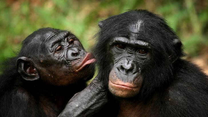 Primates groom one another, interacting with affection
