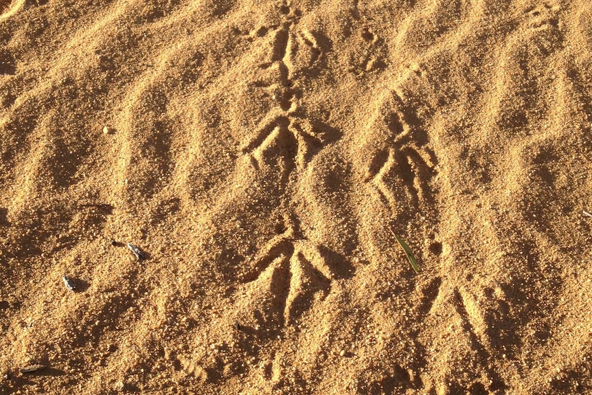 Footprints from a bird in red sand