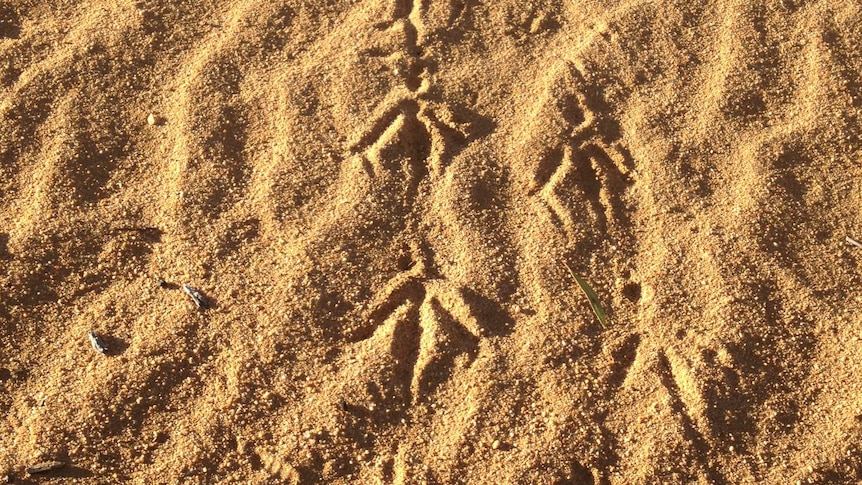 Malleefowl foot prints in the sand